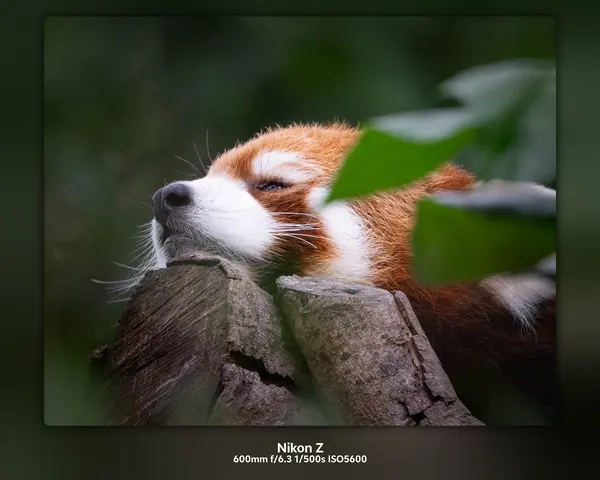 图片[4]-深夜养眼福利:最近去公园玩，用随身携带的一个定焦镜头拍了几张动物的照片，拍出来的照片锐度爆表-随拍第九区-官方版块-百货之家